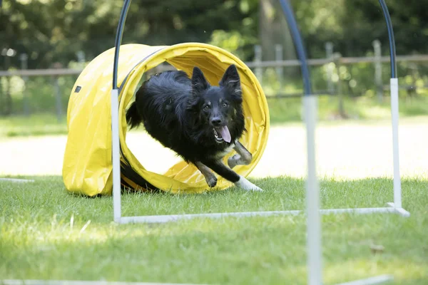 Hund, Border Collie, kör genom agility tunnel — Stockfoto