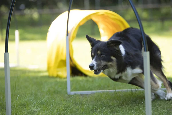 Hund, Border Collie, kör agility hoopers — Stockfoto
