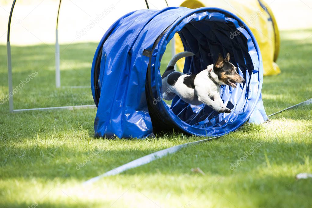 Dog, Jack Russell Terrier, running through agility tunnel