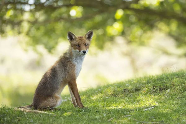 Red fox, zittend — Stockfoto
