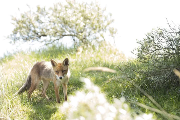 Red fox, stál a díval se za zavřenými — Stock fotografie