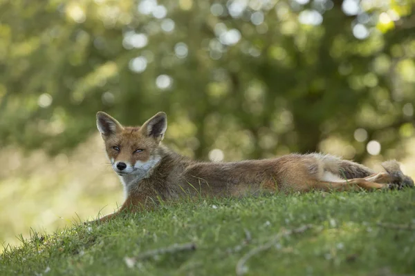 Vos, liegen uitgerekt in gras, in de camera kijken — Stockfoto