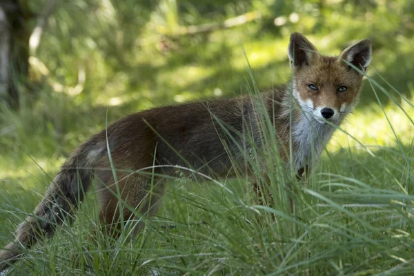 Red fox v trávě — Stock fotografie
