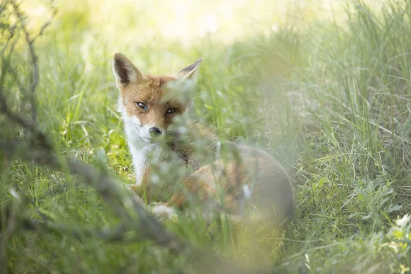 Red fox, achterom via gras — Stockfoto