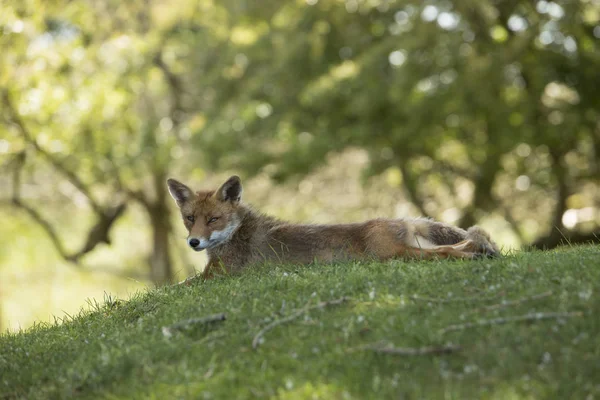 Red fox, ležel roztažený, pohledu kamery — Stock fotografie