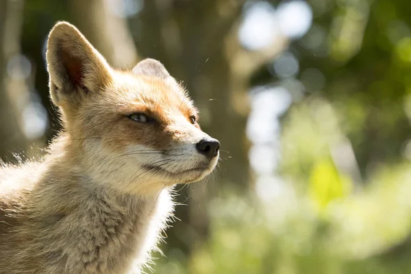 Red fox, close-up hoofd — Stockfoto