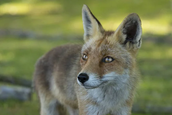 Red fox, close-up hoofd — Stockfoto