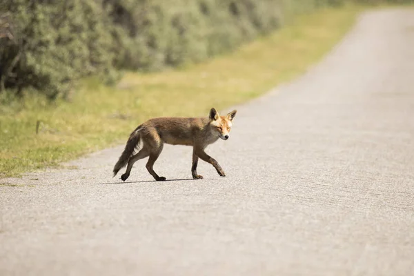 Red fox menyeberang jalan — Stok Foto