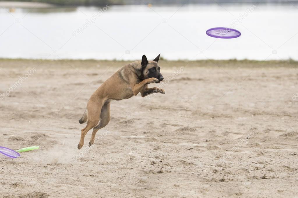 Dog, Belgian Shepherd Malinois, jumping for disk