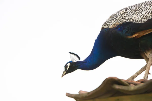 A male peacock — Stock Photo, Image