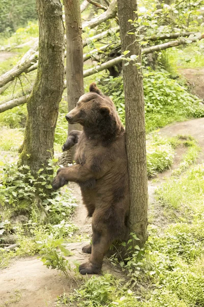 Medvěd grizzly stojí — Stock fotografie
