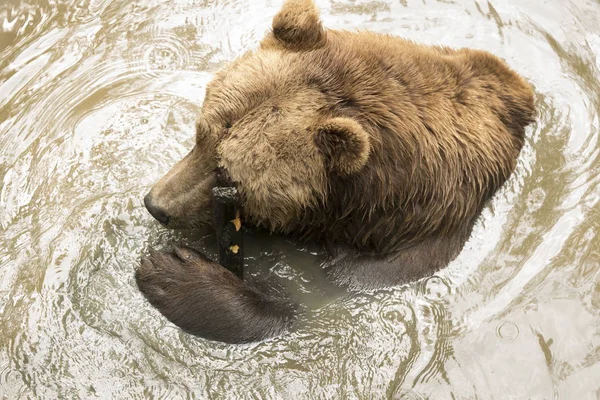 Medvěd grizzly ve vodě — Stock fotografie