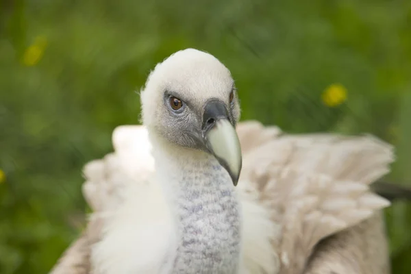Young Griffon vulture, closeup — Stock Photo, Image