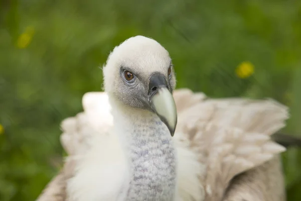 Genç Griffon akbaba, portre — Stok fotoğraf