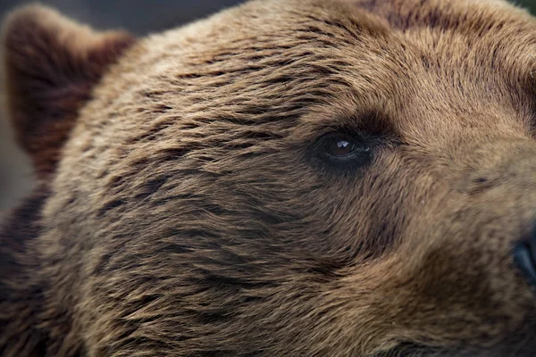 Medvěd grizzly, Detailní záběr oka — Stock fotografie