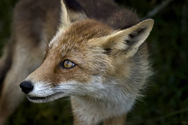 Red fox, close-up hoofd — Stockfoto