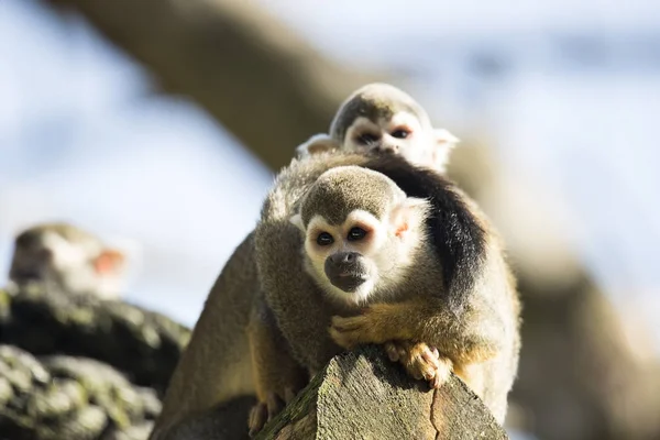 Scimmia scoiattolo seduta sul tronco — Foto Stock