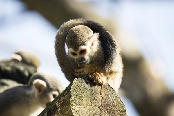 Singe écureuil assis sur le tronc d'arbre — Photo