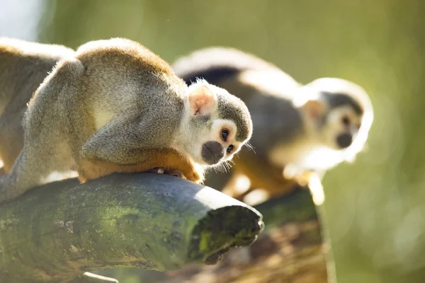 Un mono ardilla — Foto de Stock