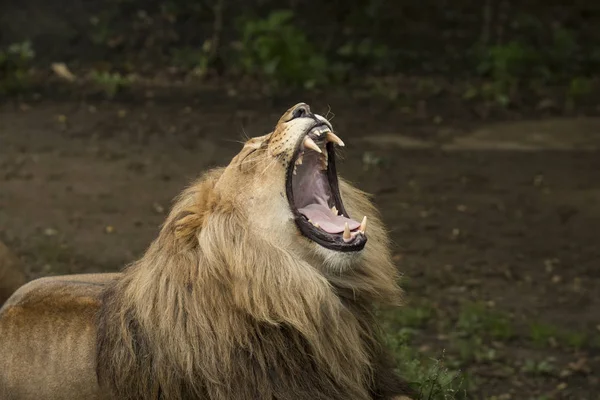 Pro dospělé řvoucí lev — Stock fotografie