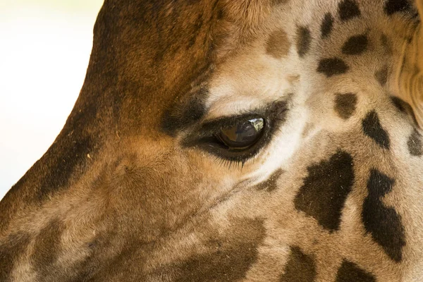 长颈鹿的眼睛特写 — 图库照片