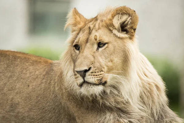 Mladý lev, headshot — Stock fotografie