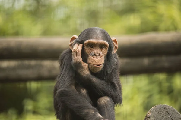 Mladí šimpanz sedí — Stock fotografie