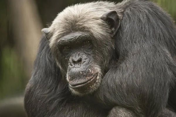 Starý šimpanz, closeup — Stock fotografie