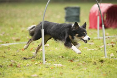 Hooper rekabet çalışan köpek, kenar kömür ocağı,