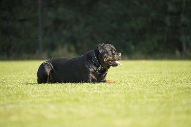 Köpeği, Rottweiler, çim üzerinde yalan