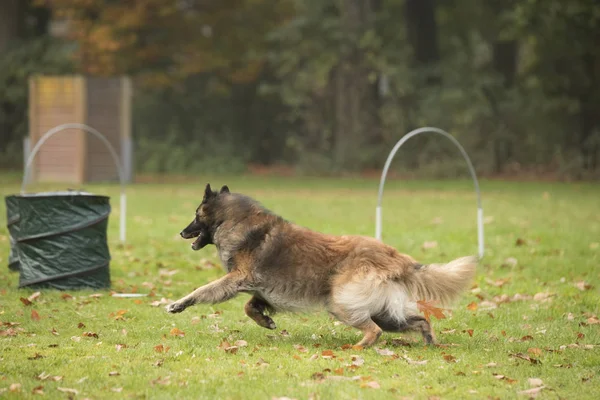 Dog, Belgian Shepherd Tervuren, running in hooper competition — Stock Photo, Image