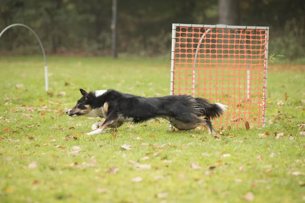 Perro, Border Collie, corriendo en competición de hooper — Foto de Stock