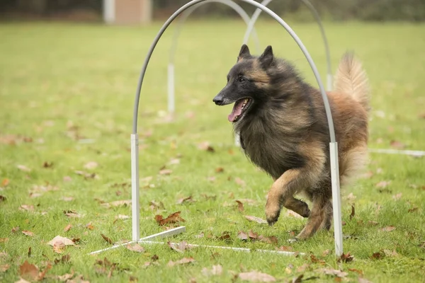 Perro, pastor belga Tervuren, corriendo en la competencia de hooper — Foto de Stock