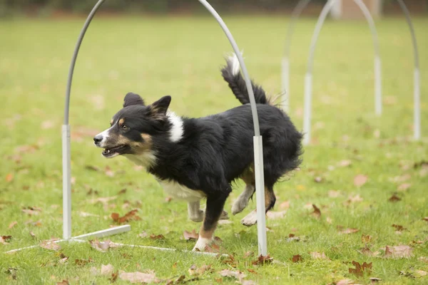 Hund, Border Collie, kører i Hooper konkurrence - Stock-foto