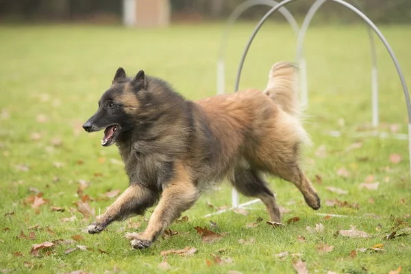 フーパー競争の中を走っている犬、ベルギーの羊飼いテルビュレン — ストック写真