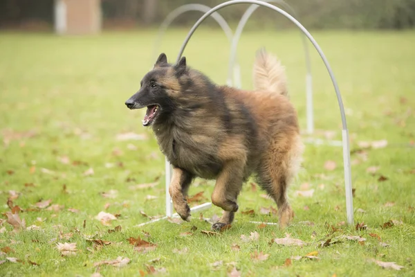 Dog, pastor belga Tervuren, correndo em competição hooper — Fotografia de Stock