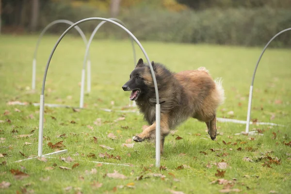 Dog, Belgian Shepherd Tervuren, running in hooper competition — Stock Photo, Image