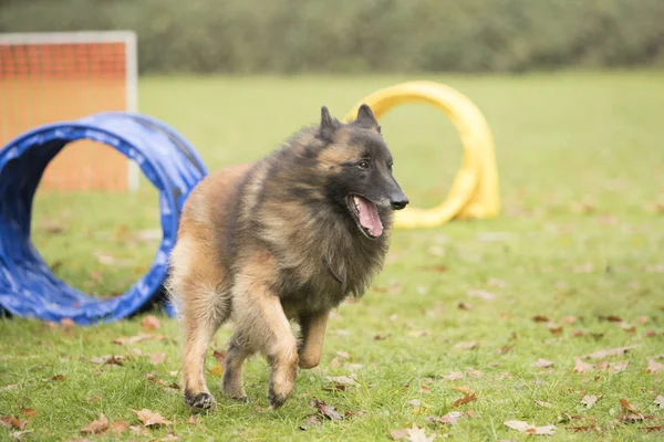Hund, belgischer Schäferhund tervuren, läuft im Geschicklichkeitswettbewerb — Stockfoto