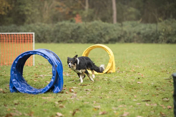 Dog, Border Collie, running in agility competition — Stock Photo, Image