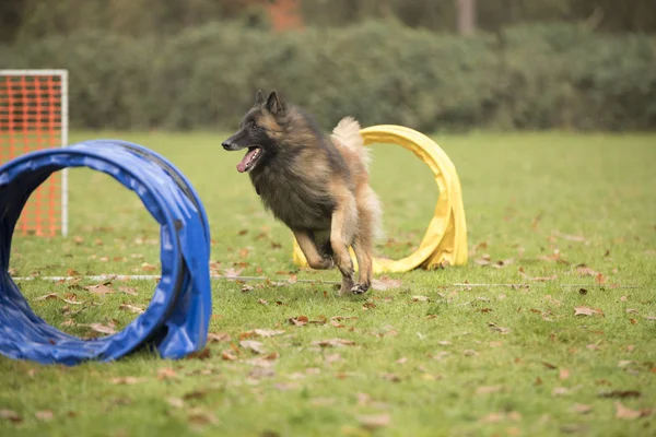 Pes, belgický ovčák Tervuren, běží v soutěži hooper — Stock fotografie
