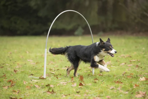 Perro, Border Collie, corriendo en competición de hooper — Foto de Stock