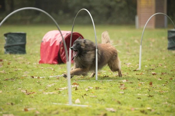 Dog, pastor belga Tervuren, correndo em competição hooper — Fotografia de Stock