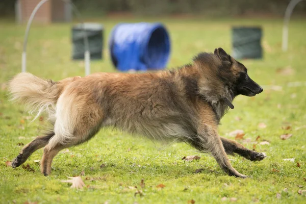 Perro, pastor belga Tervuren, corriendo en la competencia de hooper — Foto de Stock