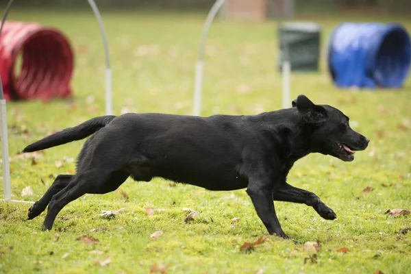 Dog, Labrador Retriever, corriendo en competición de hooper de agilidad — Foto de Stock