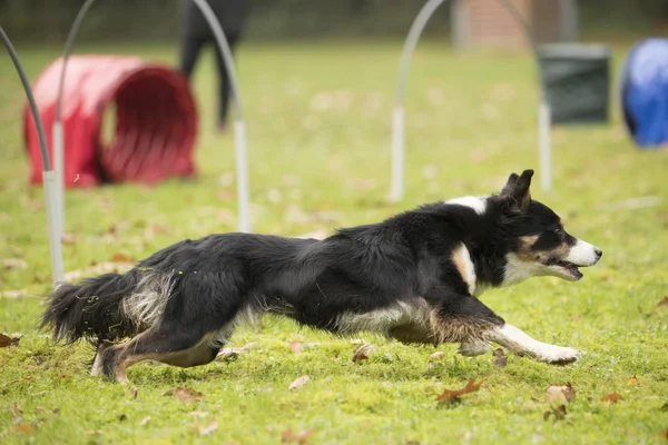 Perro, Border Collie, corriendo en la competencia de hooper agilidad — Foto de Stock