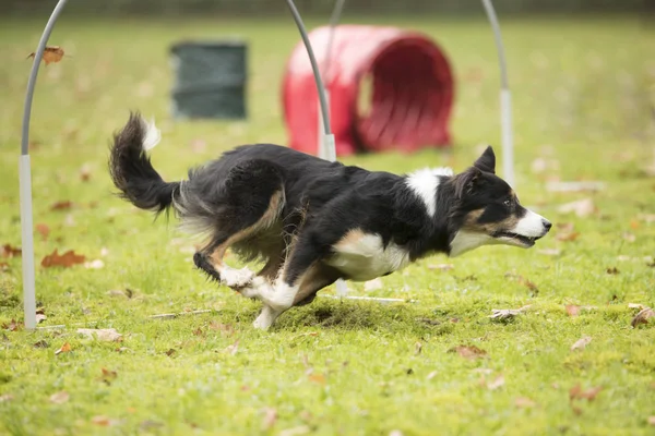 Perro, Border Collie, corriendo en competición de hooper — Foto de Stock