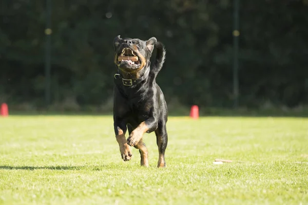 Σκύλος, Rottweiler, τρέχει με τη διαλογή του ραβδί στο στόμα του — Φωτογραφία Αρχείου