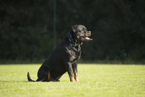 Pies, Rottweiler, siedząc na trawie — Zdjęcie stockowe