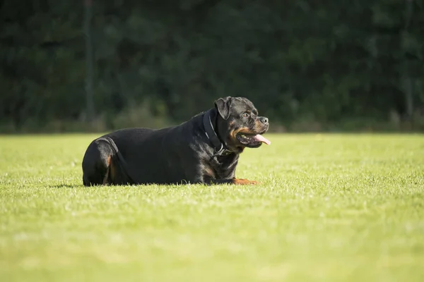 Perro, Rottweiler, acostado en la hierba — Foto de Stock