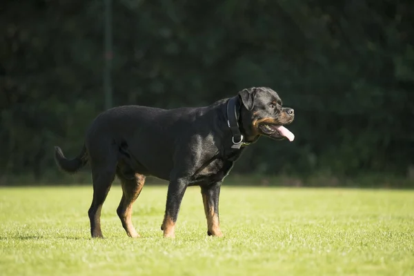 Pies, Rottweiler, stojący na trawie — Zdjęcie stockowe